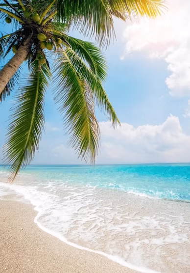 panorama-tropical-beach-coconut-palm-600nw-2589694827.jpg.webp
